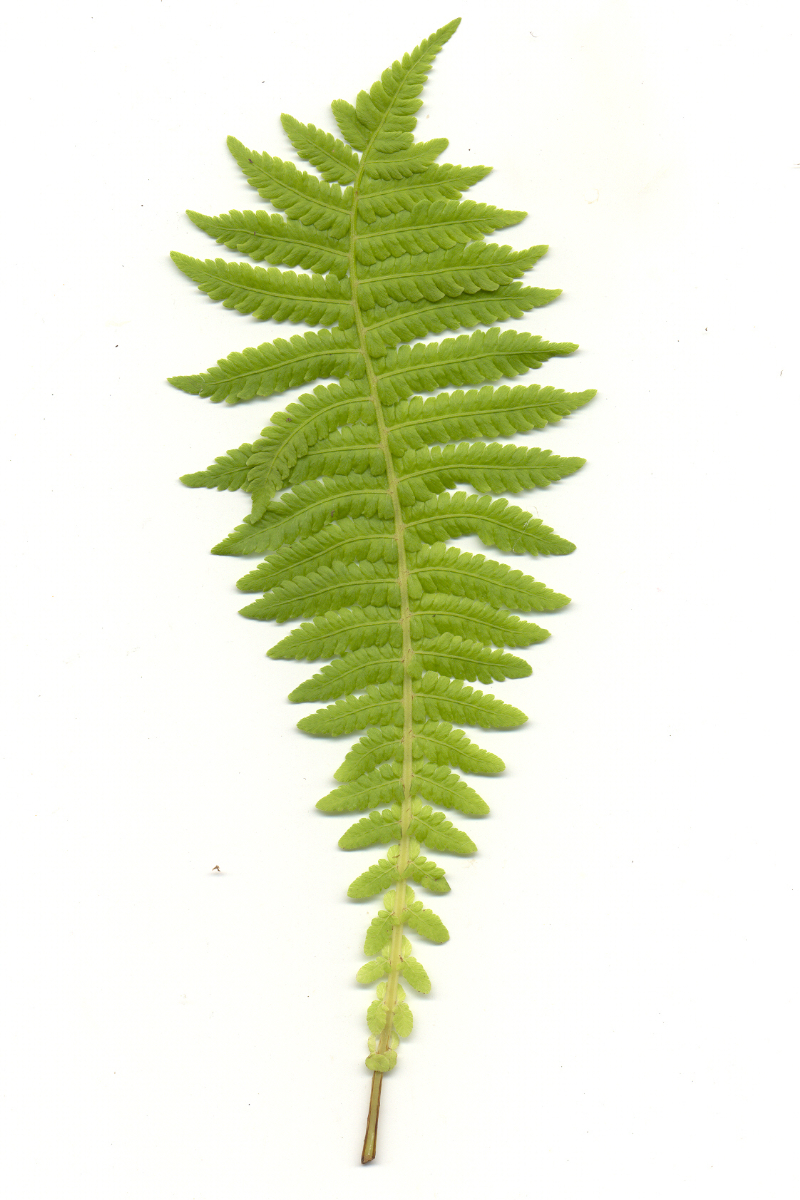 Matteuccia struthiopteris gen.