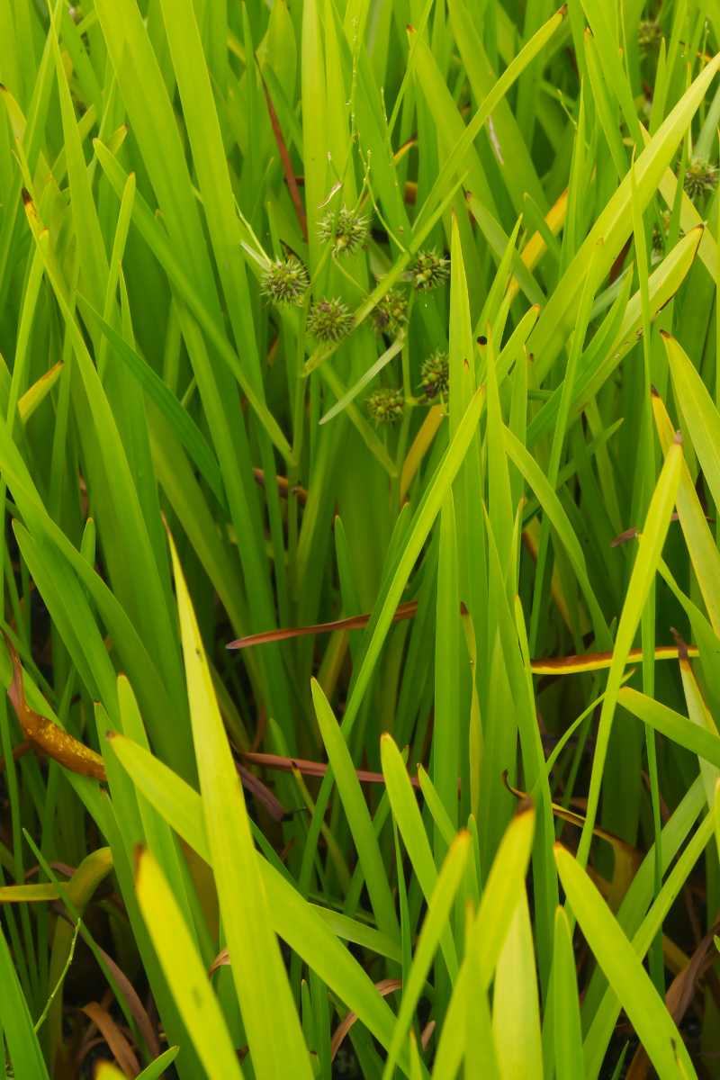 Sparganium erectum - Igelkolben