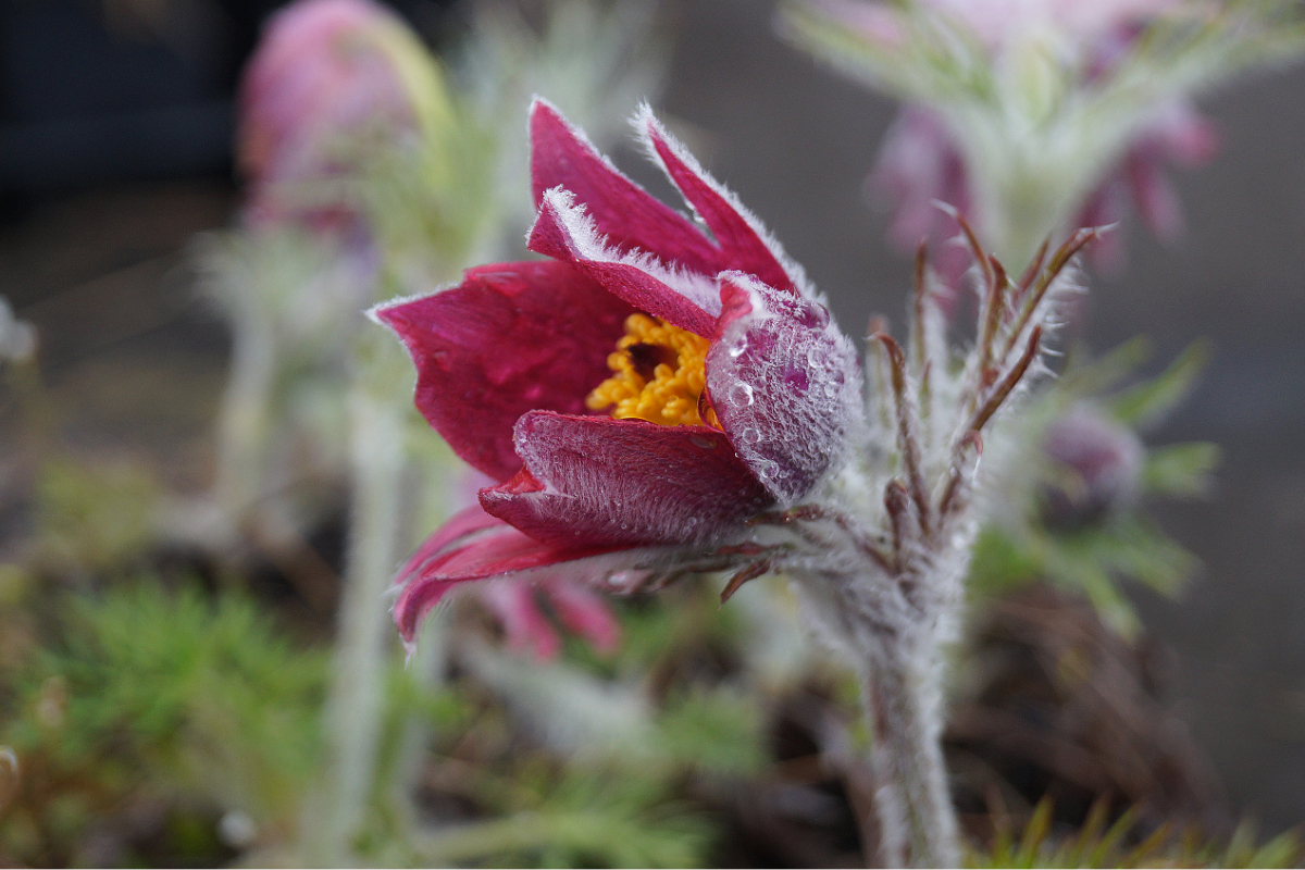 Pulsatilla vulgaris 'Röde Klokke' ('Rote Glocke')