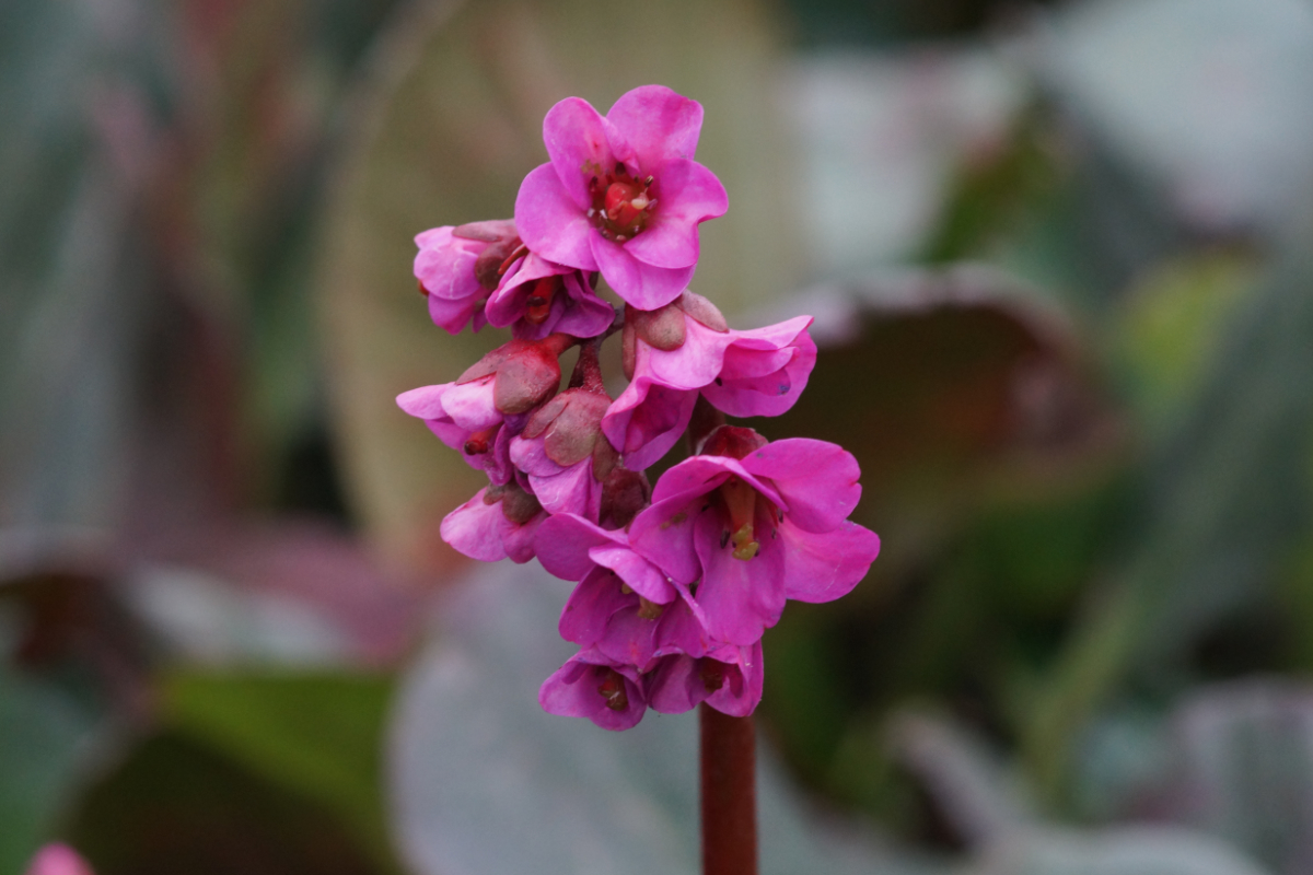 Bergenia Hybride 'Eroica' - Bergenie