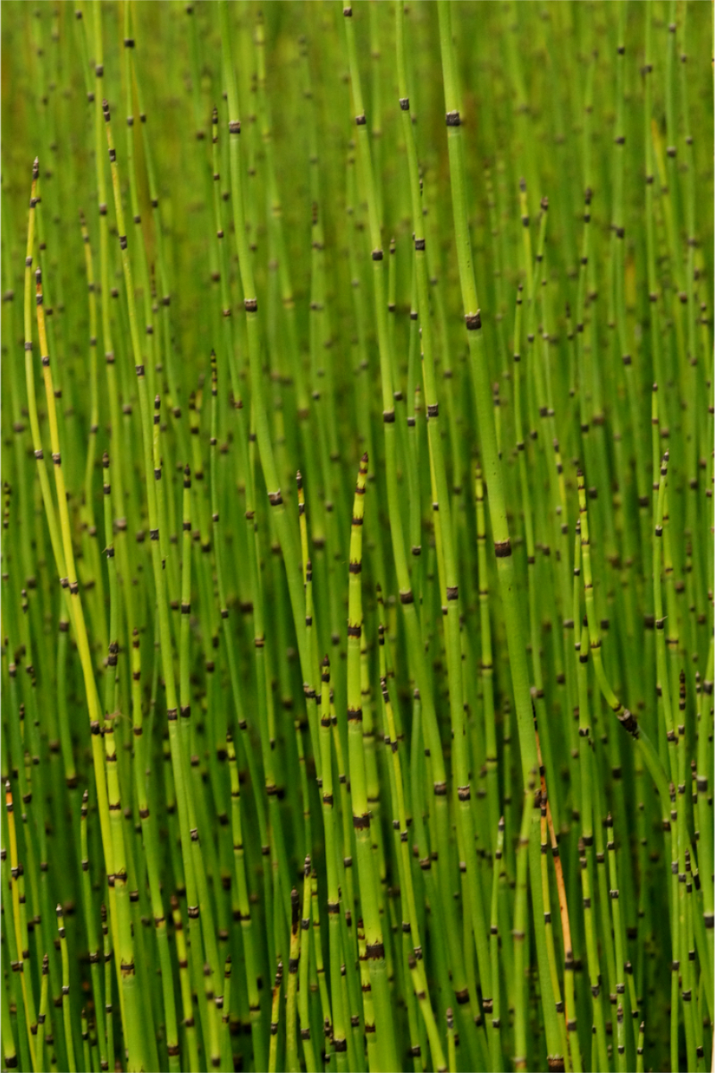 Equisetum hyemale ssp.affine - Schachtelhalm