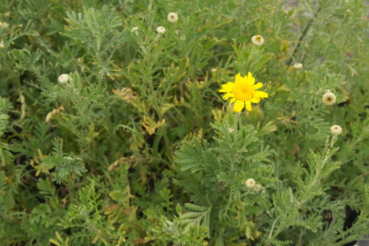 Anthemis Tinctoria-Hybr. 'Kelwayi' - Färberkamille
