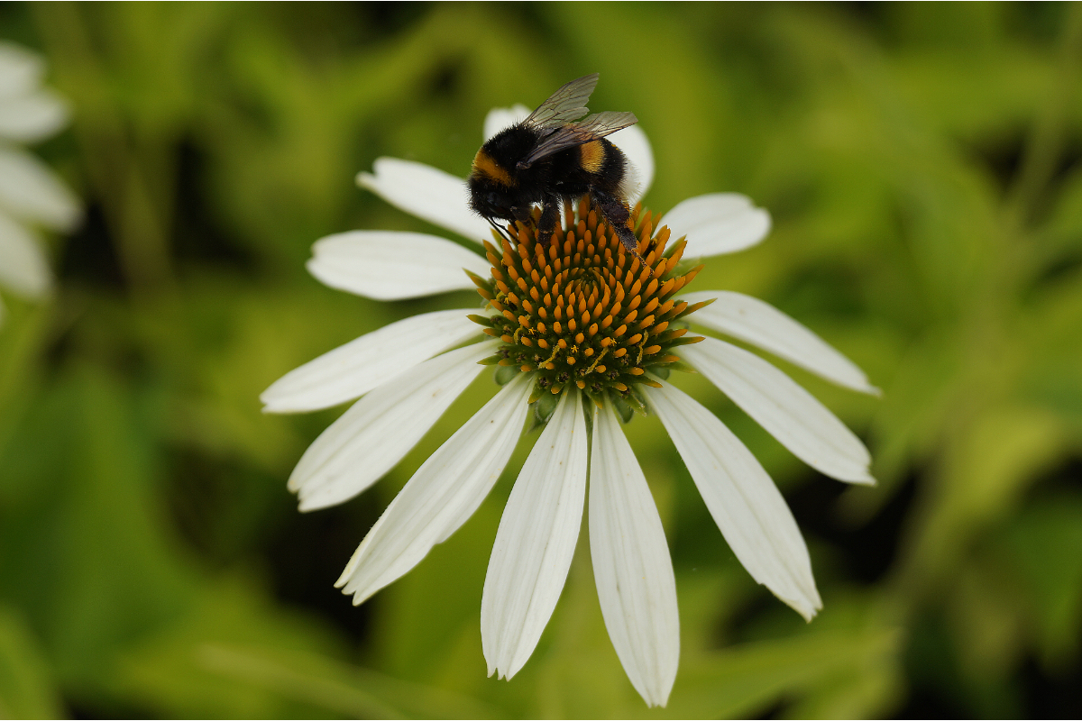 Echinacea purpurea Alba