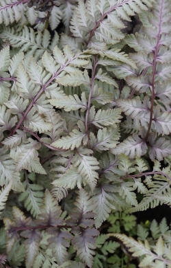 athyrium_niponicum_pewter_lace_(1)