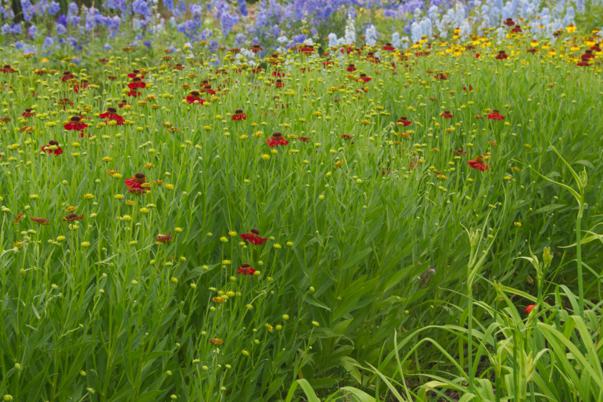 Helenium Hybride 'Moerheim Beauty'