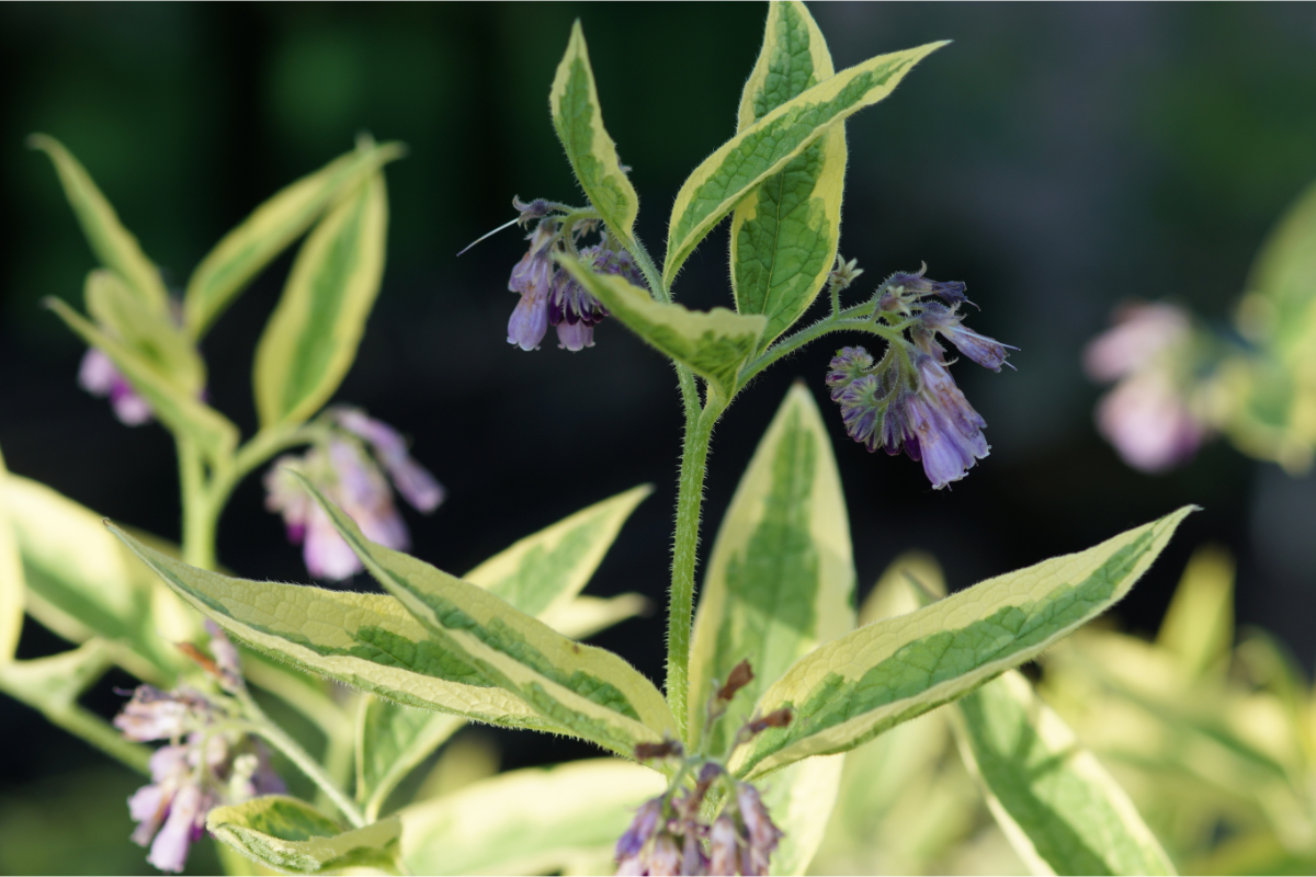 Symphytum uplandicum 'Variegatum'