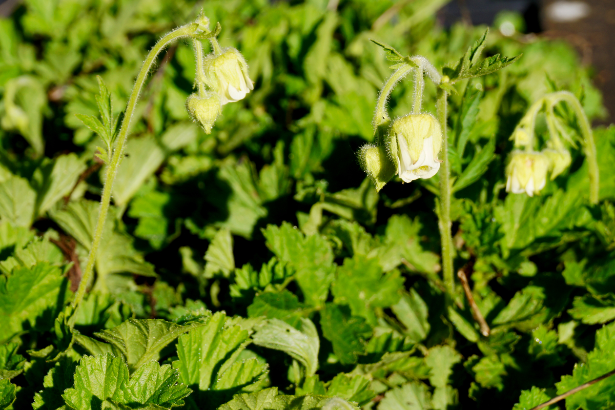 Geum rivale 'Album' - Bachnelkenwurz