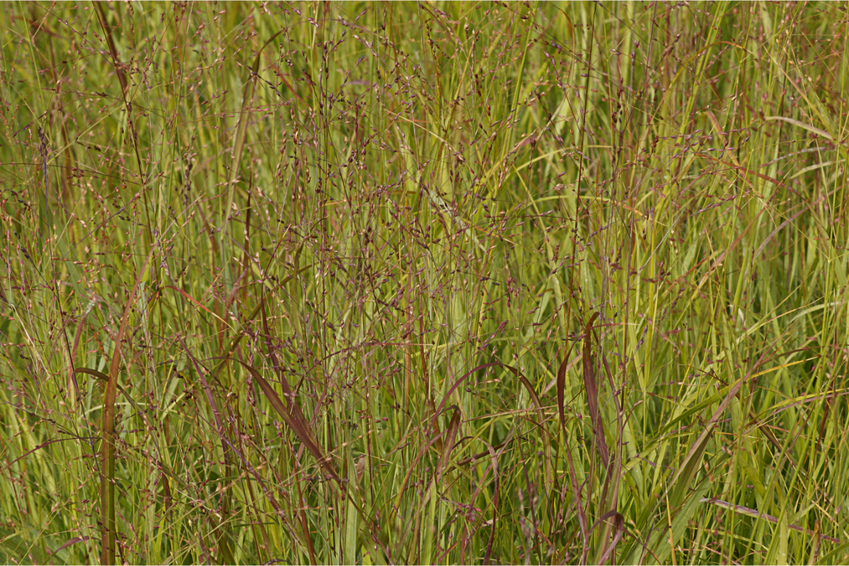 Panicum virgatum 'Shenandoah'
