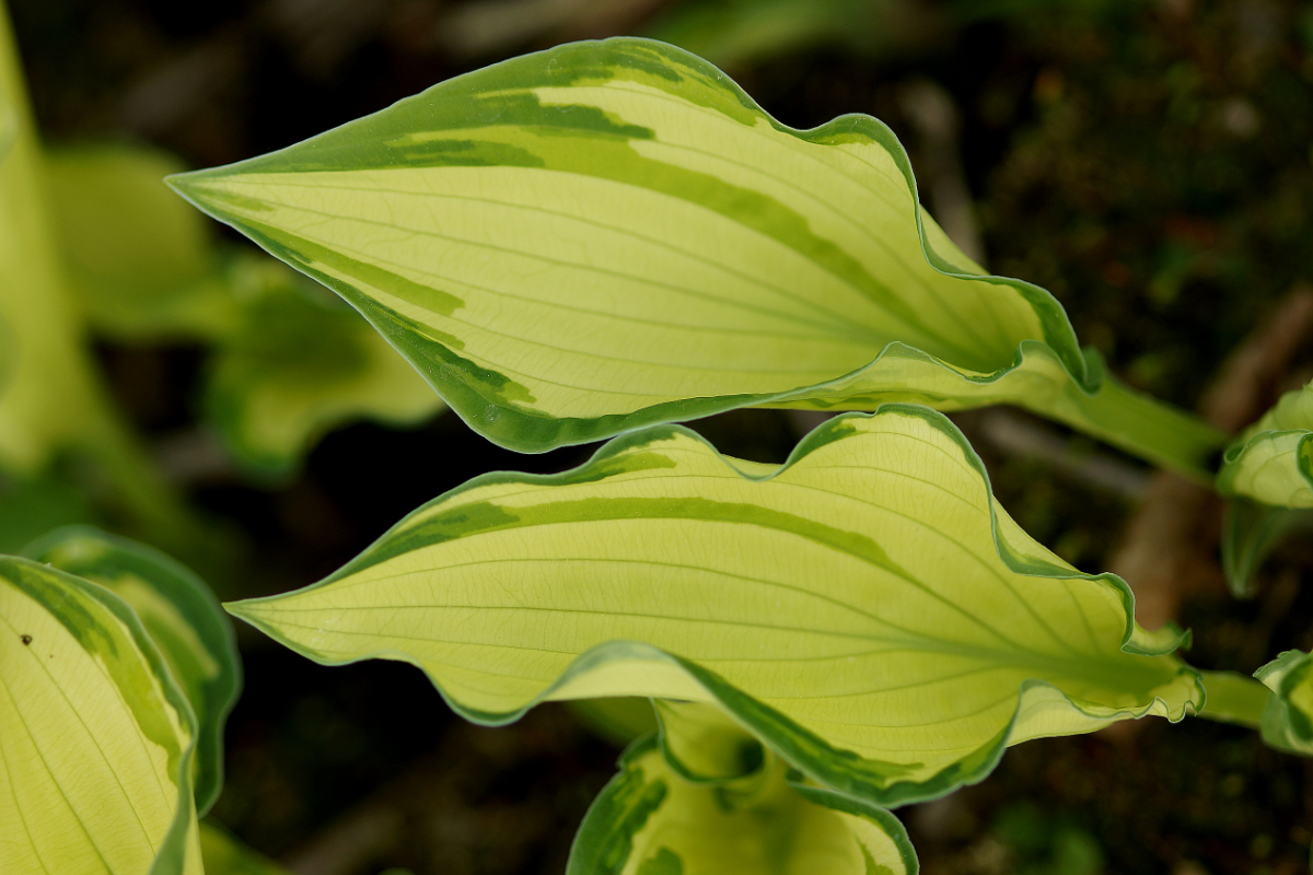 Hosta x fortunei 'Albopicta'(Aureomaculata) - Gelbe Grünrandfunkie