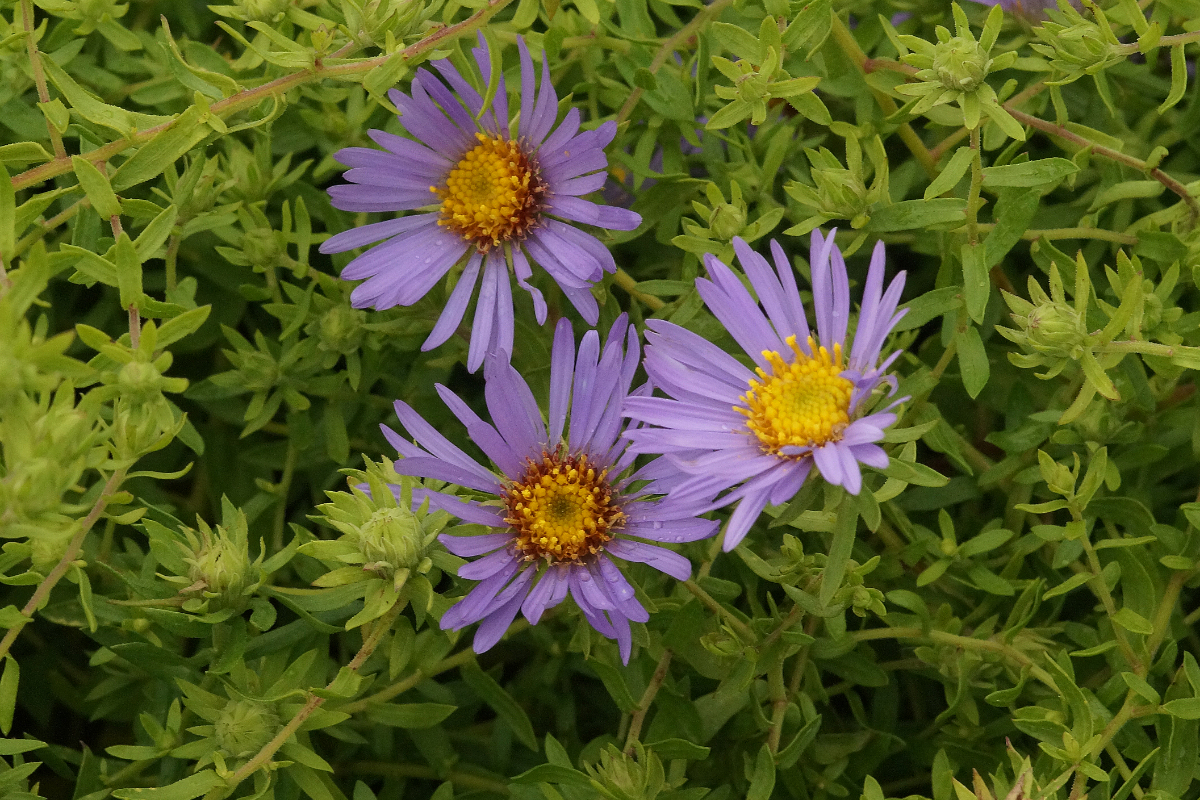 Aster oblongifolius 'October Skies'