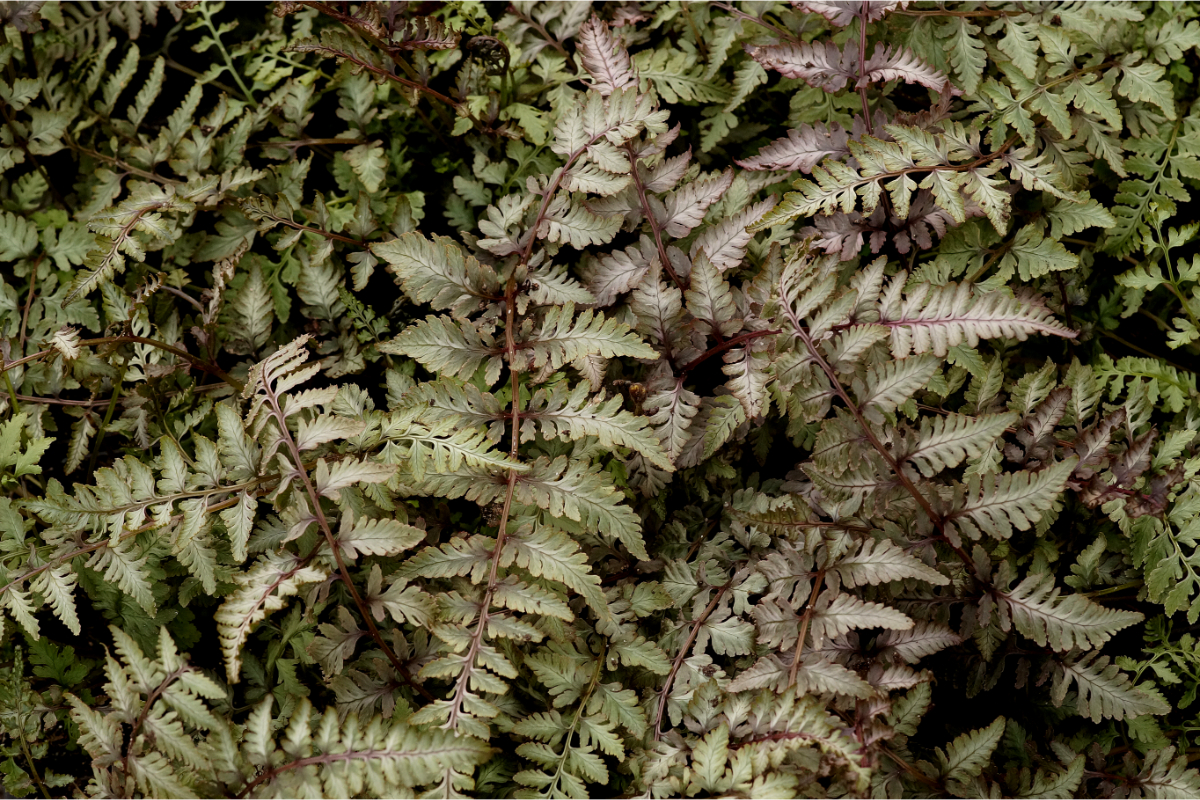 Athyrium niponicum 'Pewter Lace' mer. - Brokatfarn, Japanischer Regenbogenfarn
