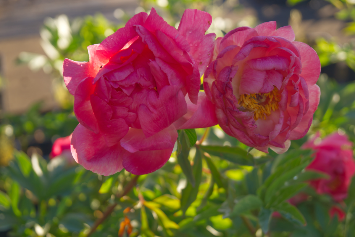 Paeonia Lactiflora-Hybr. 'Coral Charm' - Edelpfingstrose