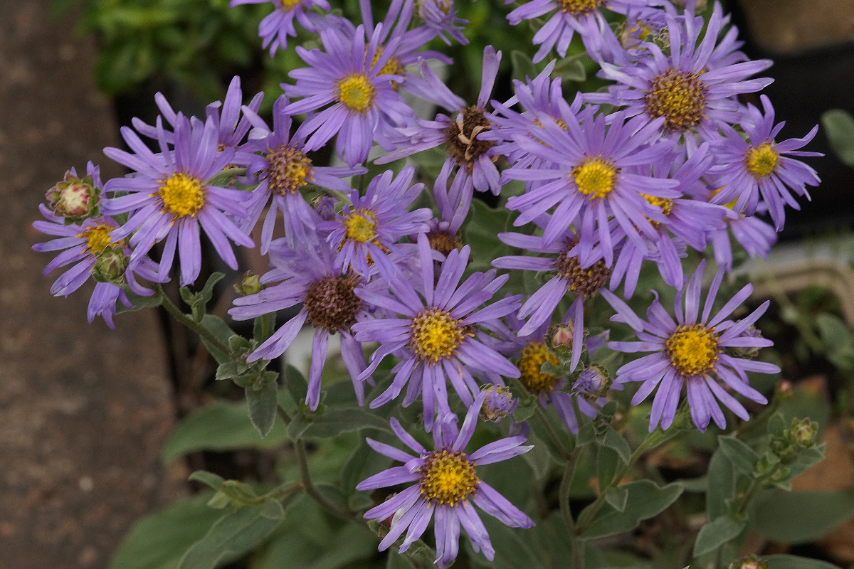 Aster amellus 'Rudolf Goethe' - Sommeraster, Bergaster