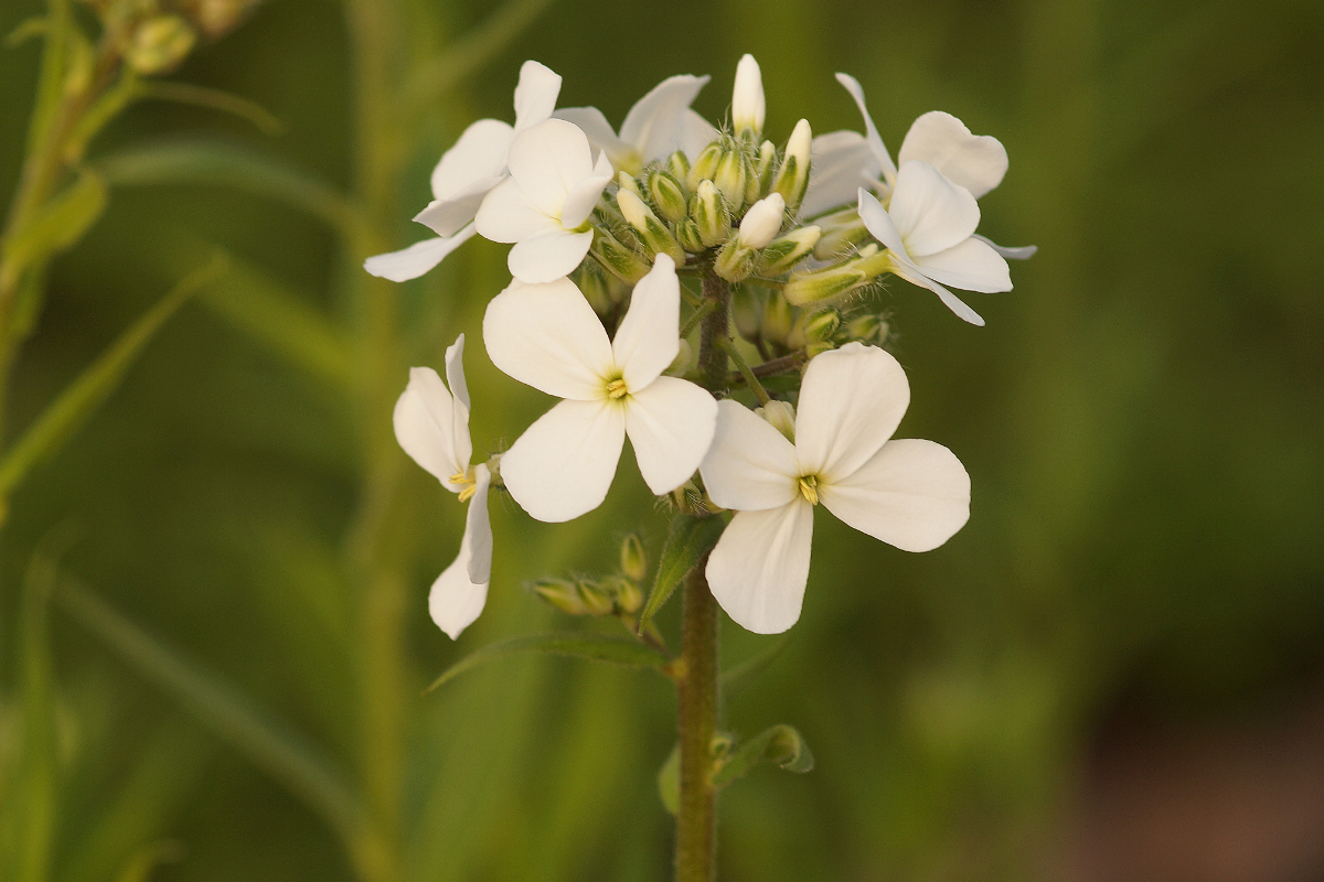 Hesperis matronalis 'Alba' - Nachtviole