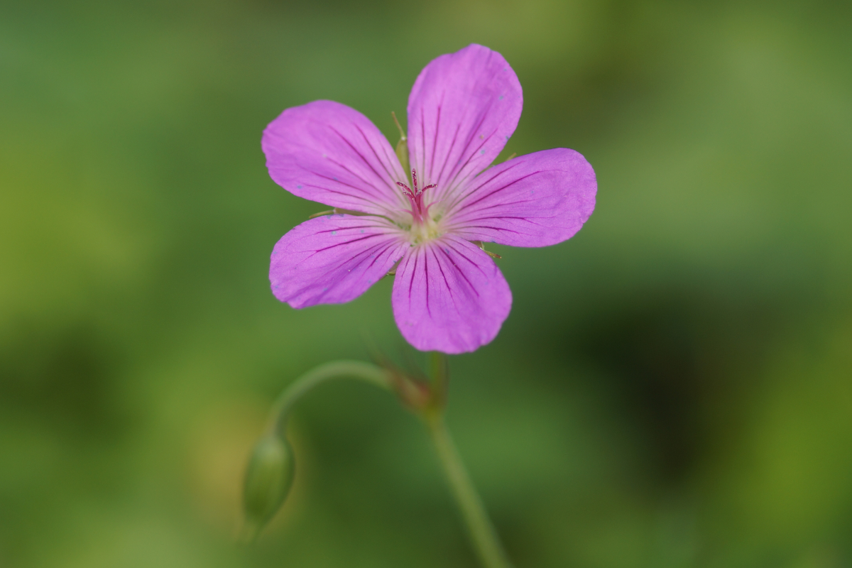 Geranium palustre