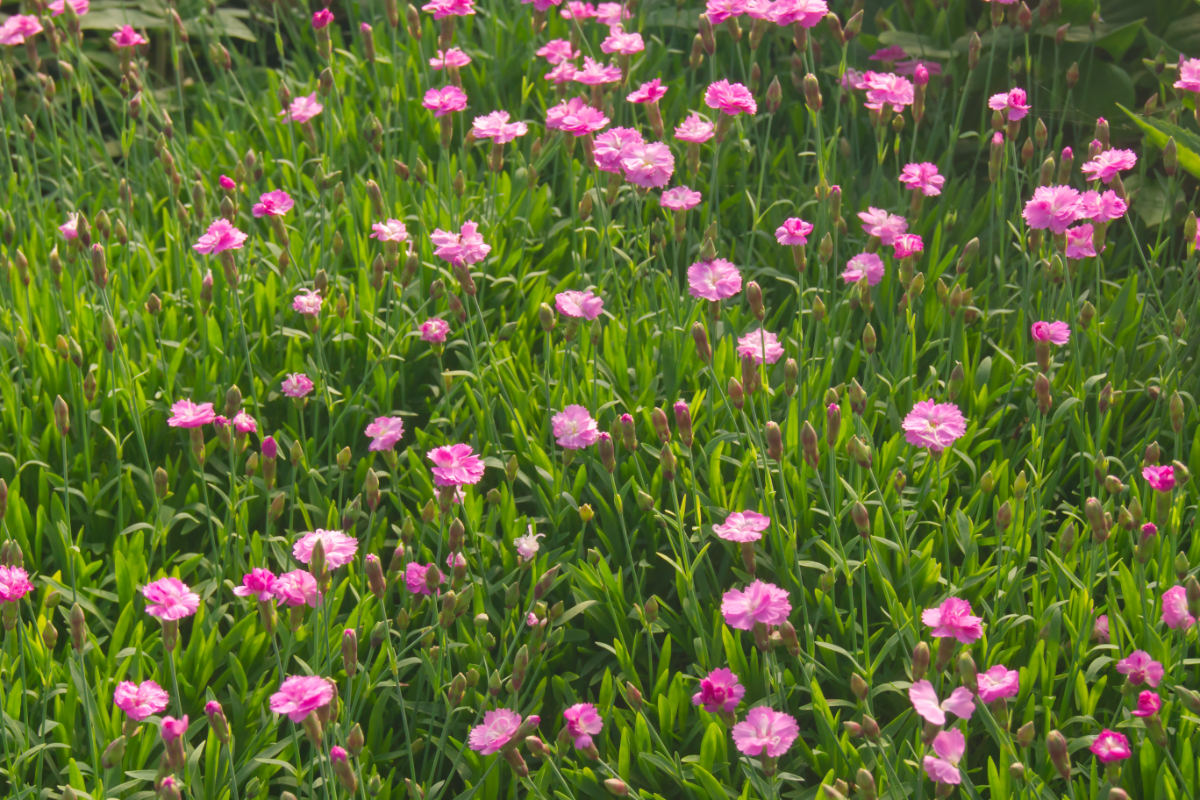 Dianthus Gratianopolitanus-Hybr. 'Pink Jewel'