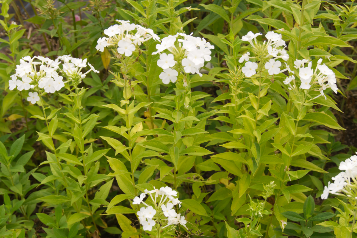 Phlox Paniculata-Hybr. 'Weiße Wolke' (ehemals amplifolia) - Hohe Flammenblume