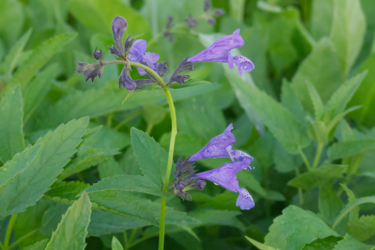 Nepeta sibirica 'Souvenir d'Andre Chaudron' - Sibirische Katzenminze, Sibirische Blauminze