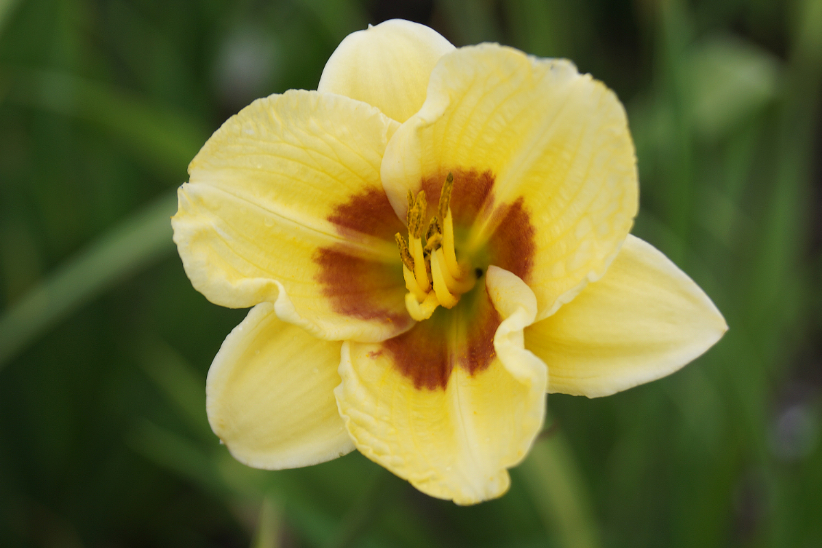 Hemerocallis Hybride 'Little Big Man'