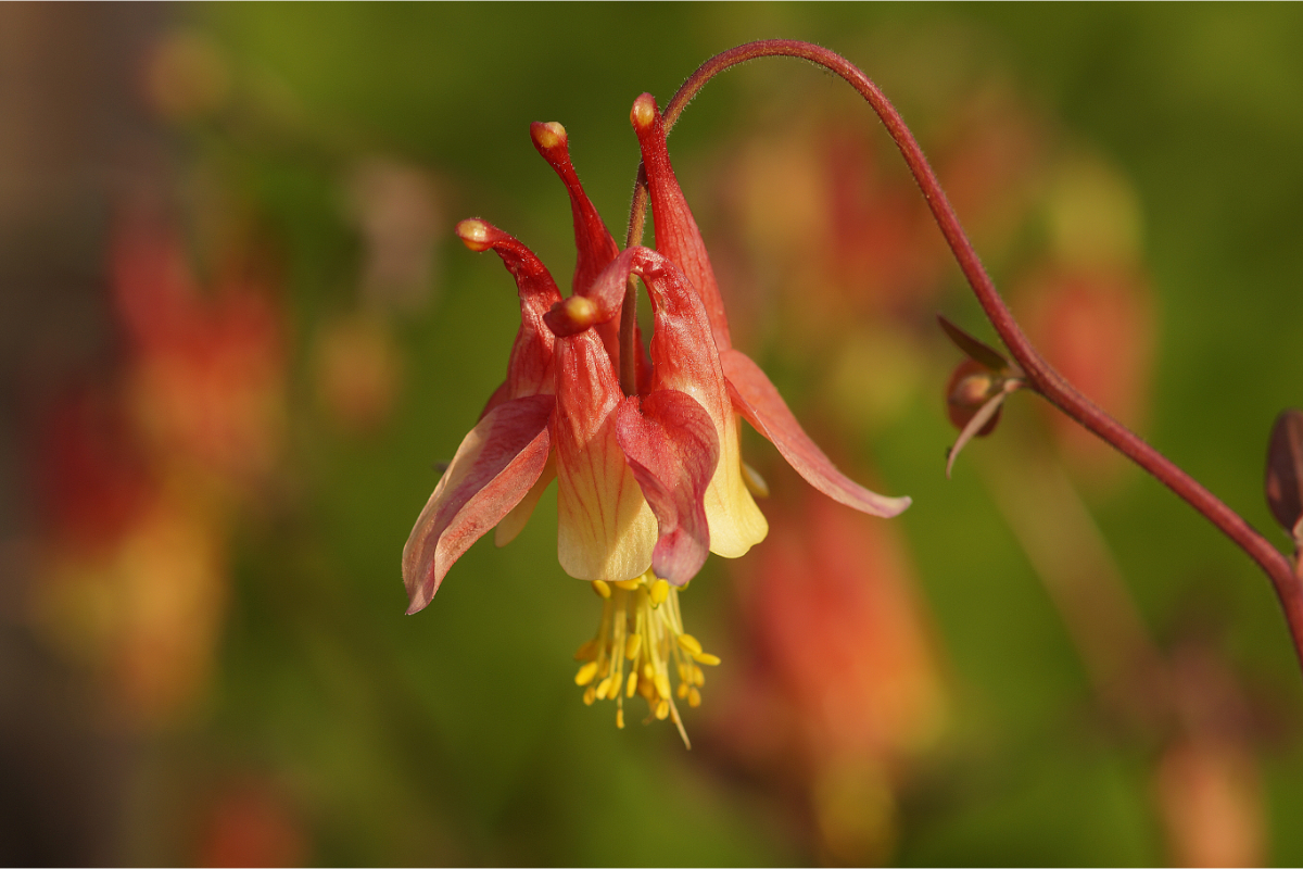 Aquilegia canadensis - Akelei