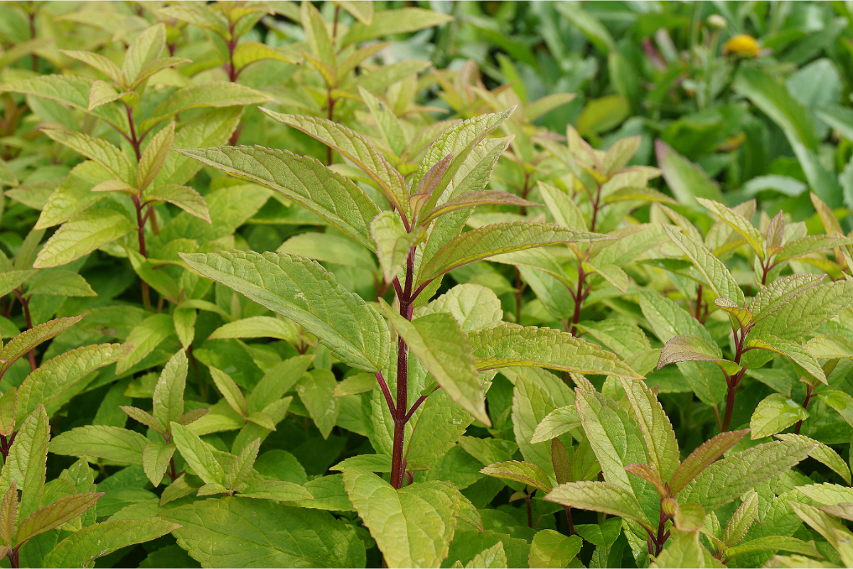 Nepeta kubanica