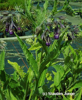 Symphytum officinale - Gemeiner Beinwell, Wallwurz