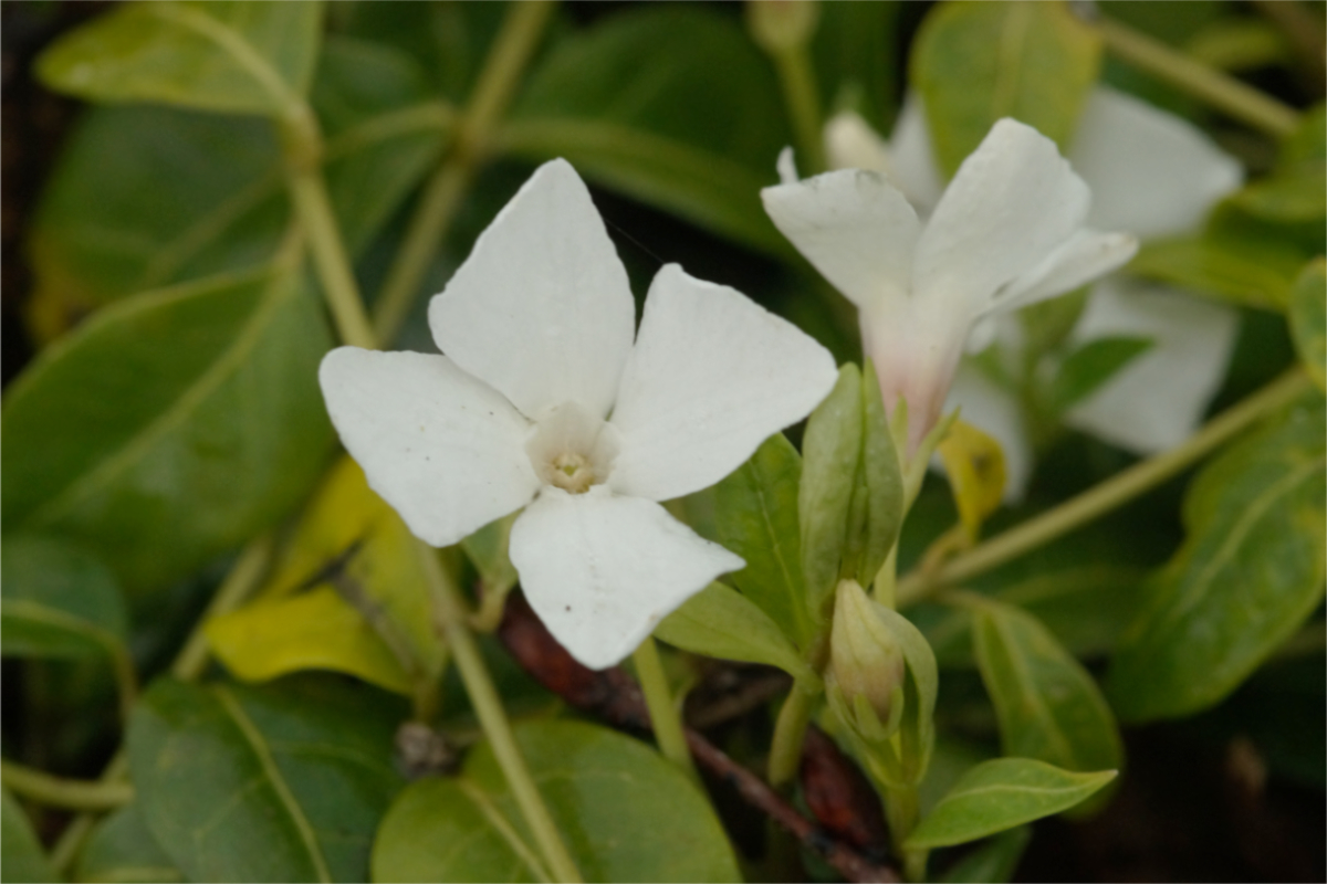 Vinca minor 'Alba' - Kleines Immergrün