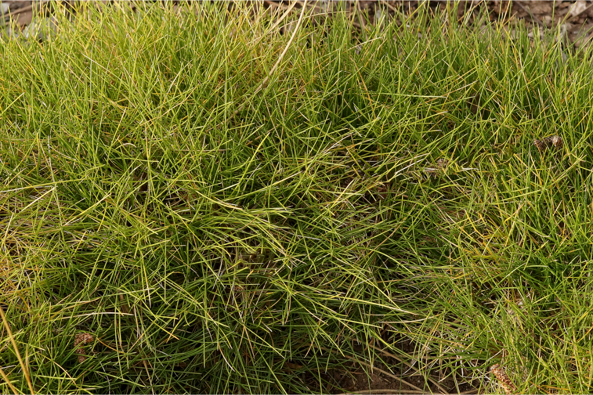 Festuca gautieri 'Pic Carlit'
