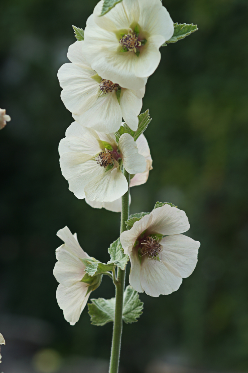 Alcea suffrutescens 'Parkallee'