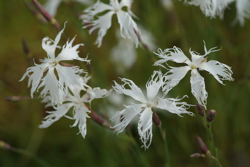 Dianthus arenarius