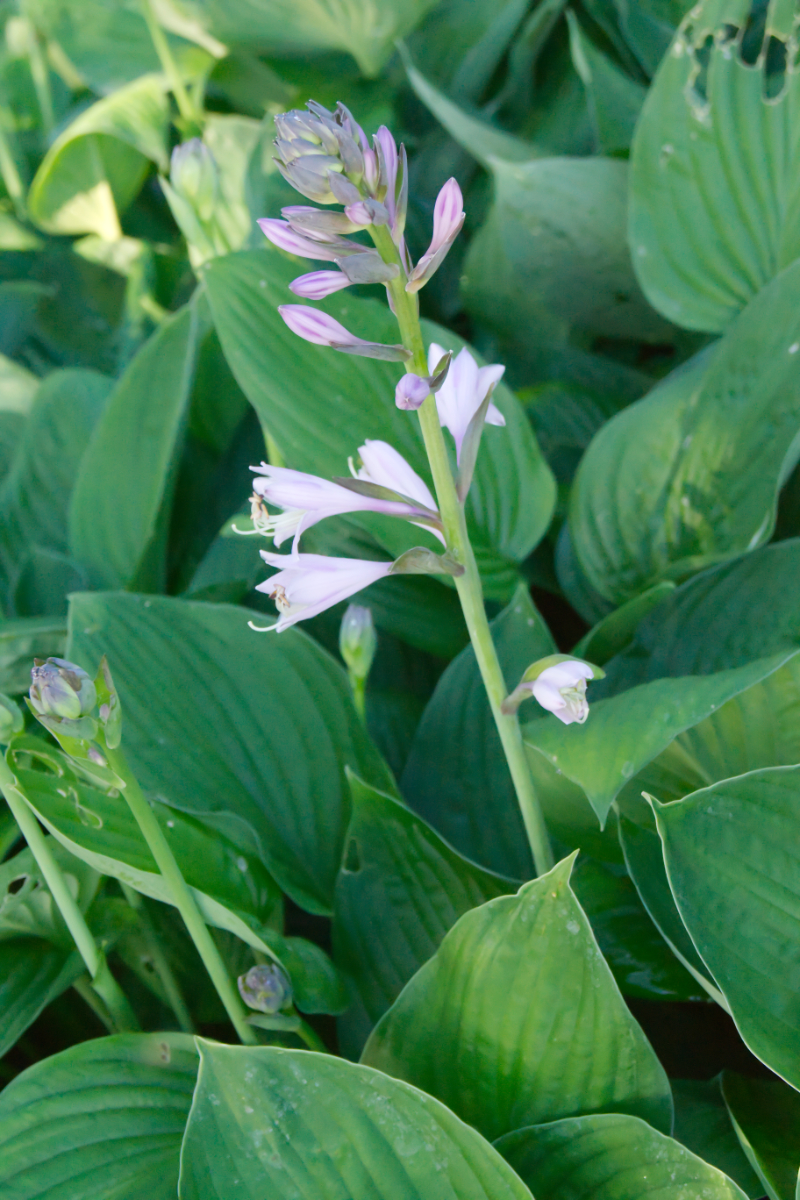 Hosta x fortunei 'Hyacinthina'