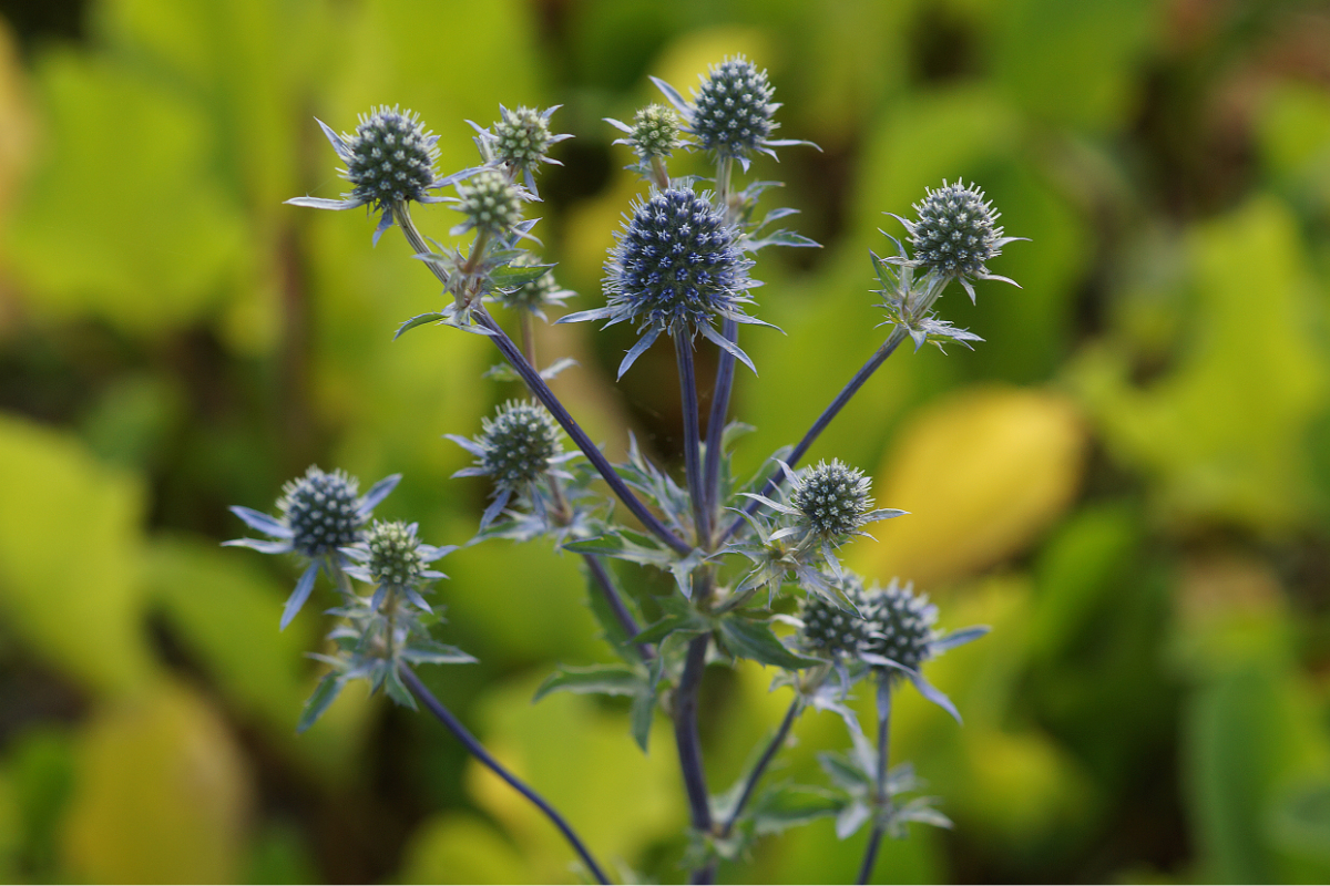 Eryngium planum - Flachblättriger Mannstreu, Edeldistel