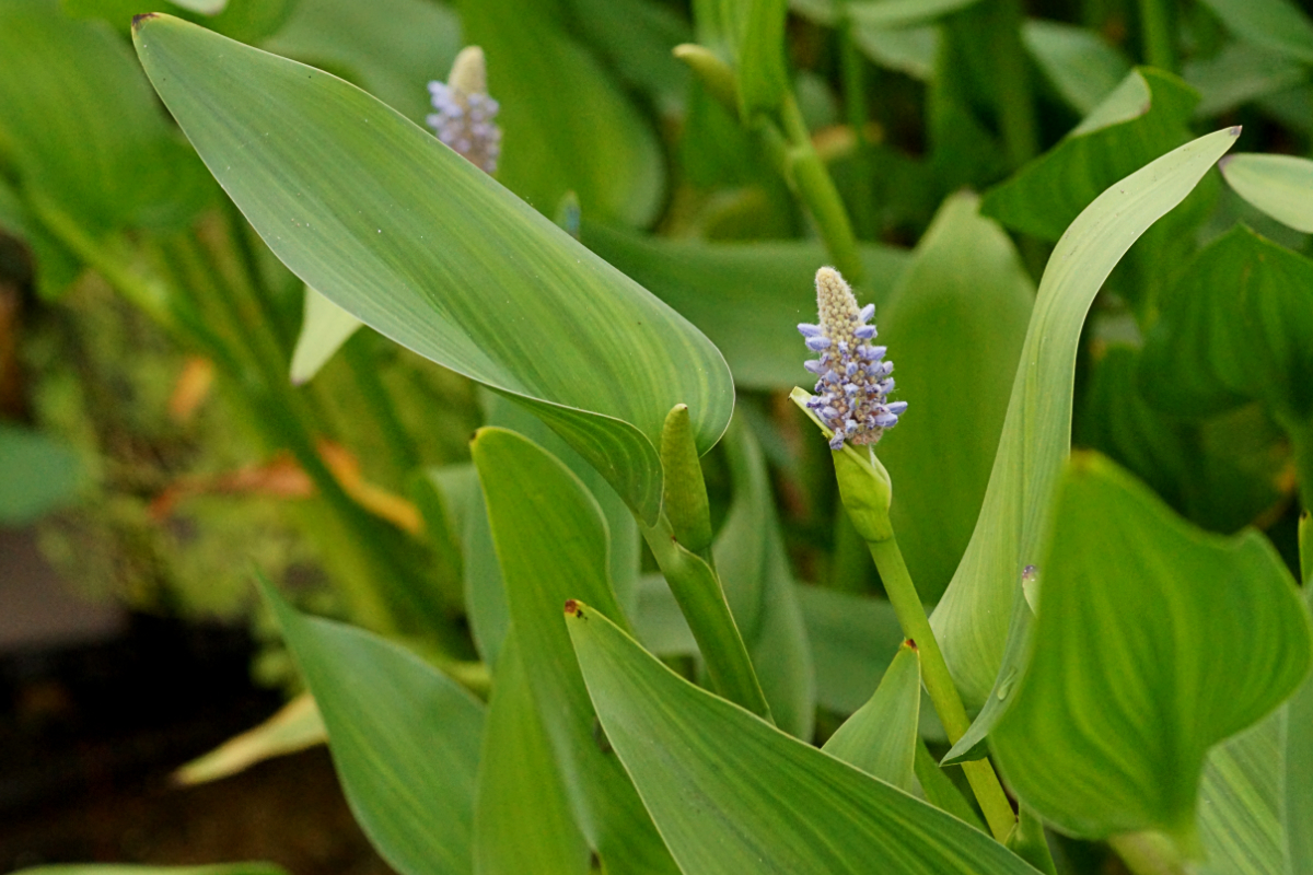 Pontederia lanceolata 'Blue Sky' - Lanzenblättriges Hechtkraut