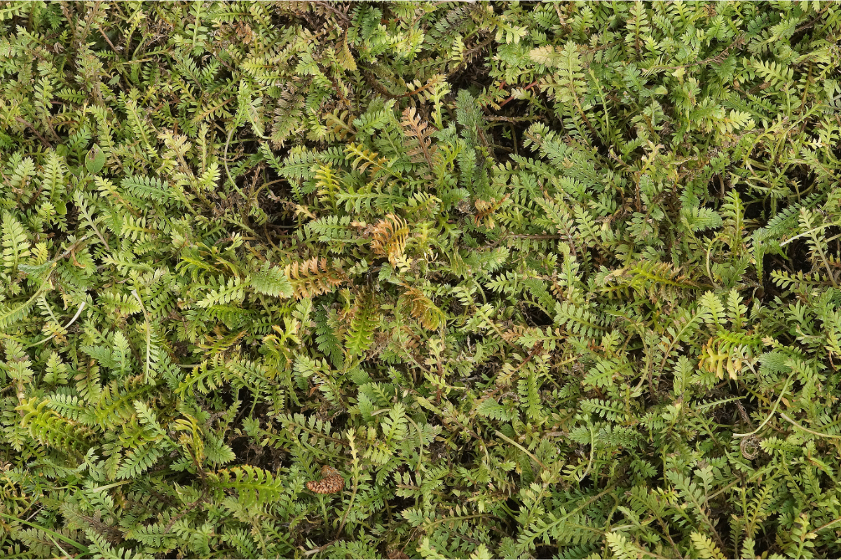Leptinella (Cotula) potentillina - Fingerkraut-Fiederpolster