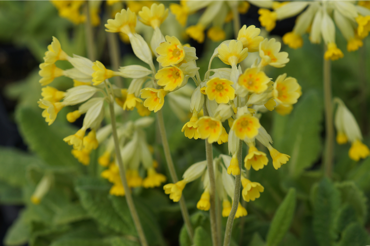 Primula veris (officinalis)