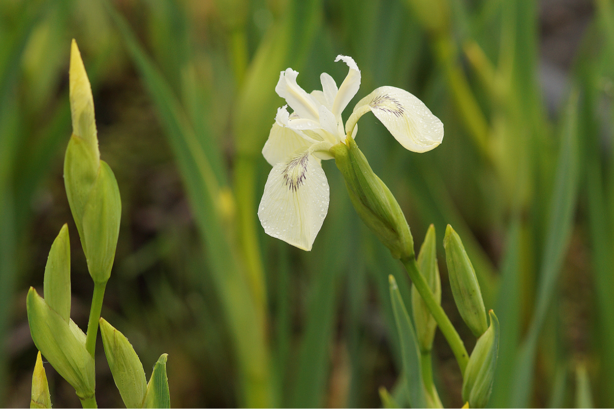 Iris pseudacorus 'Junges White Selection' - Sumpfschwertlilie