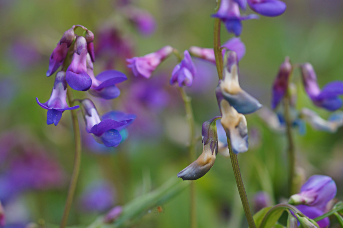 Lathyrus vernus