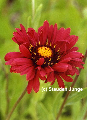 Gaillardia x grandiflora 'Burgunder' - Kokardenblume