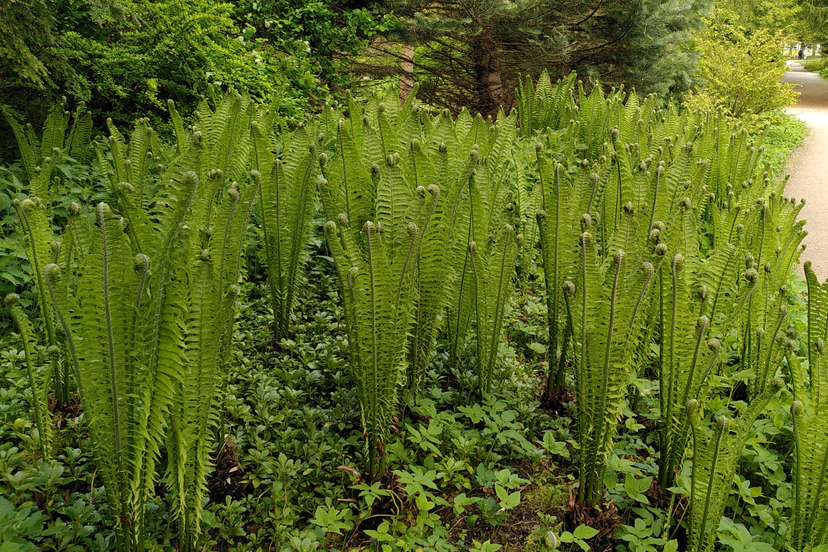 Matteuccia struthiopteris gen.