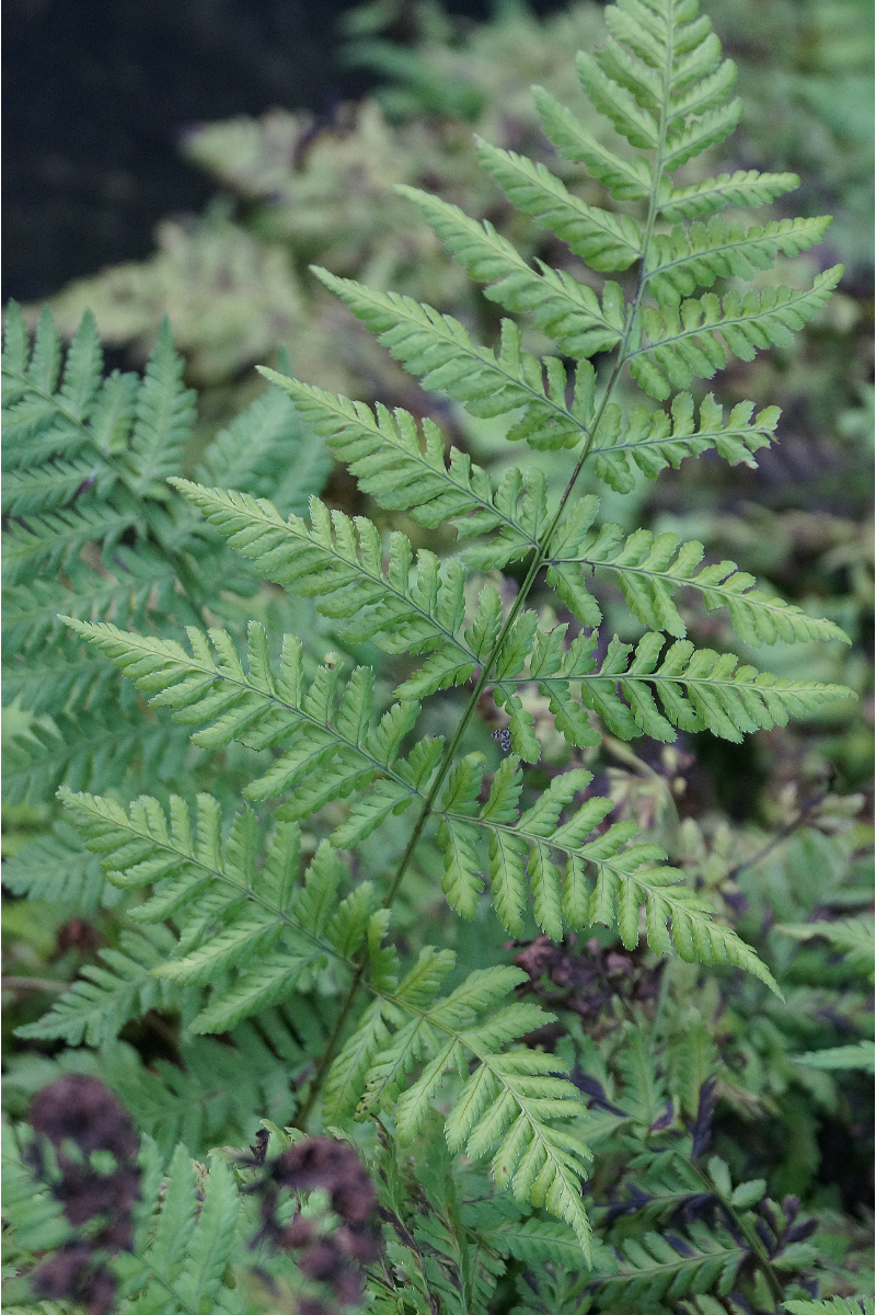 Dryopteris dilatata gen.
