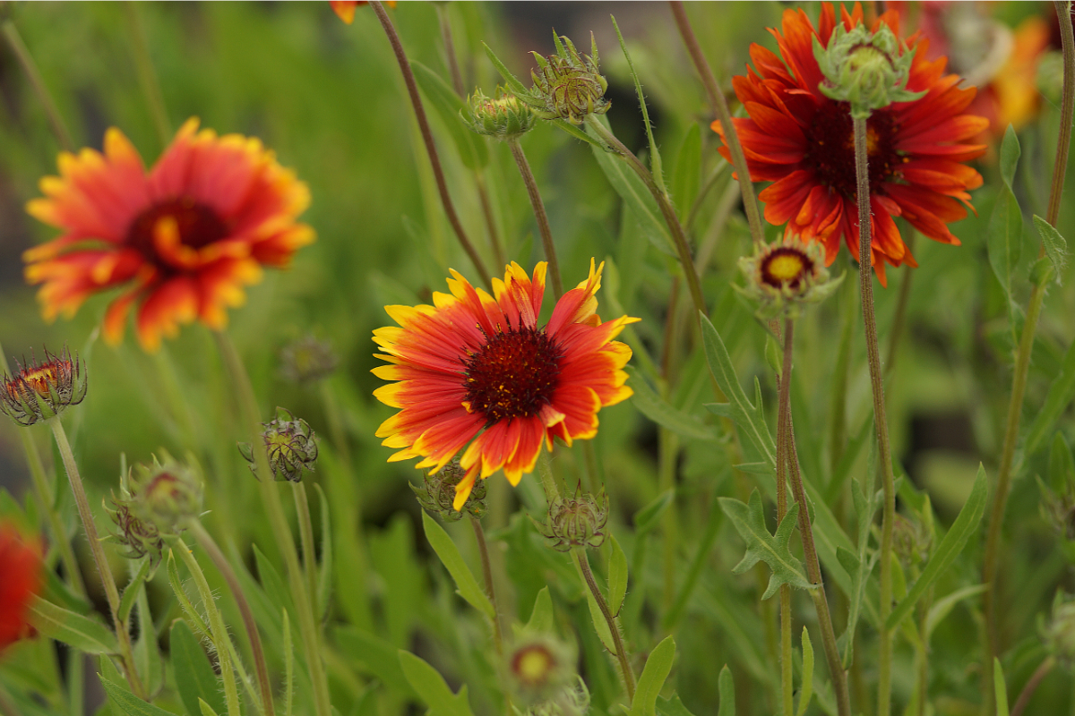 Gaillardia x grandiflora 'Tokajer'