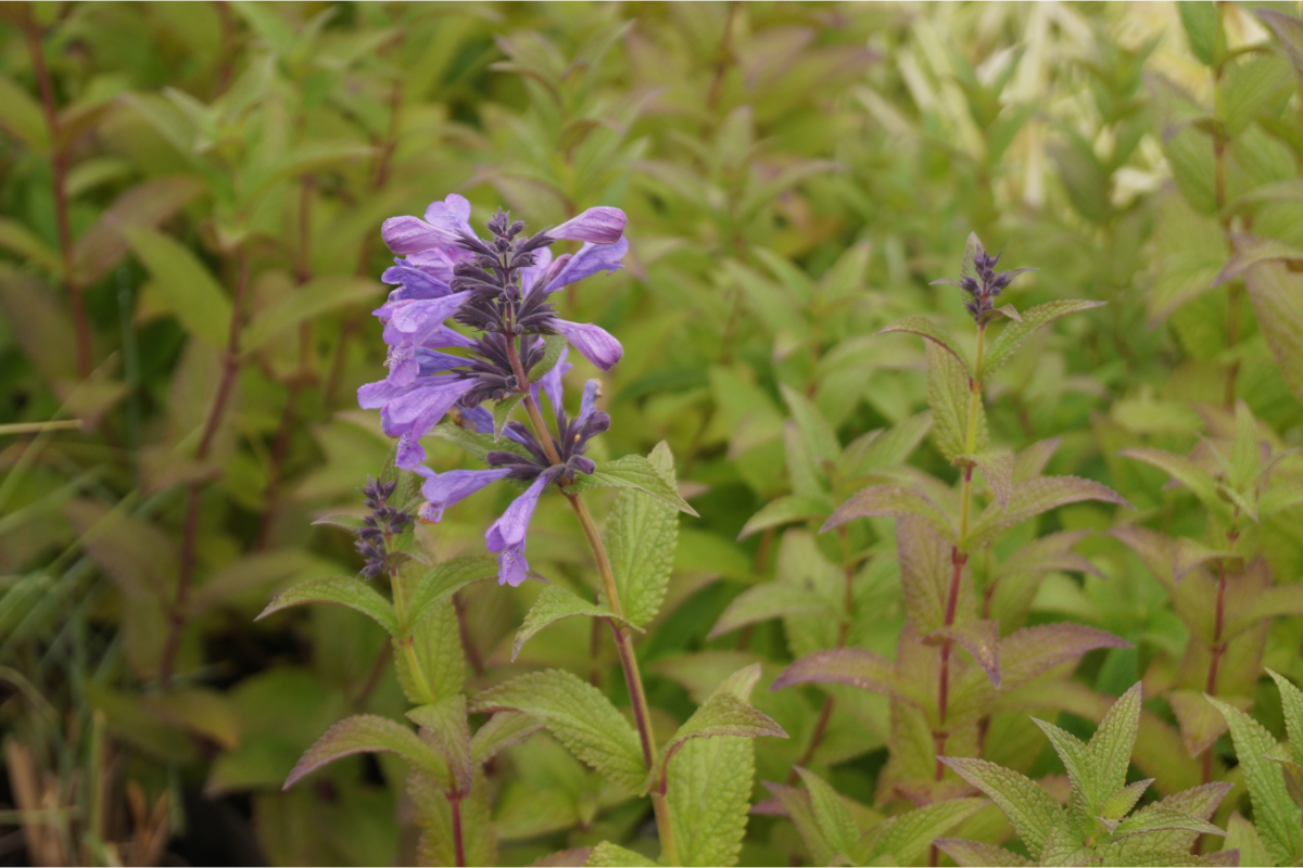 Nepeta Hybride 'Weinheim Big Blue' - Katzenminze, Himalaya-Katzenminze