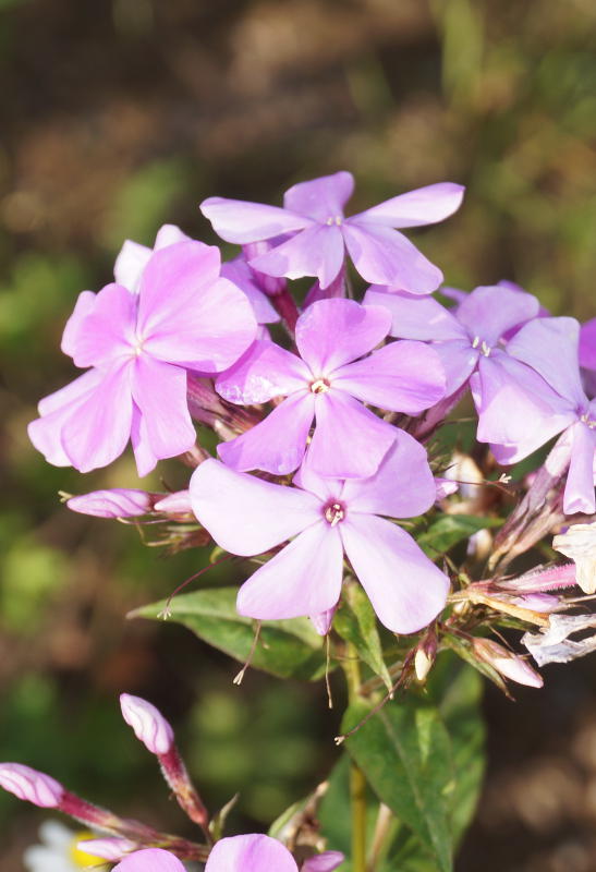 Phlox Paniculata-Hybr. 'Great Smoky Mountains' (ehemals amplifolia)
