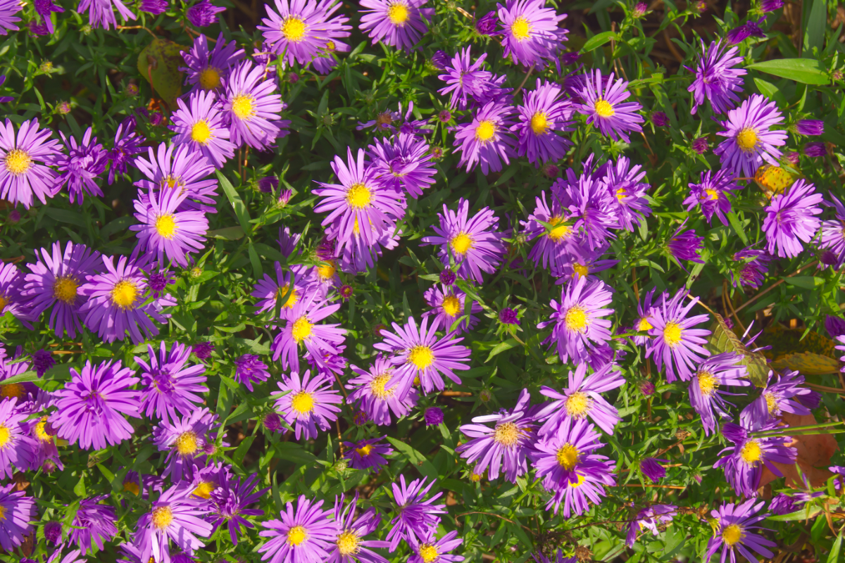 Aster Dumosus-Hybr. 'Blaue Lagune'