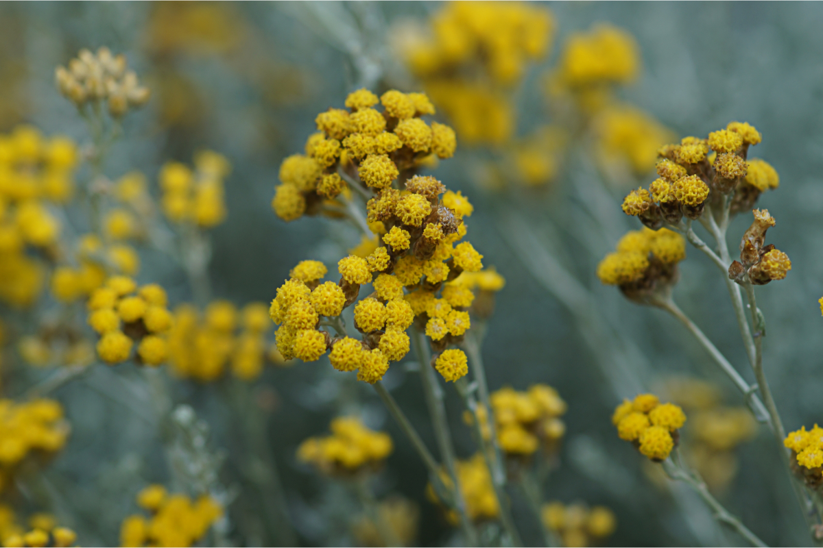 Helichrysum italicum - Currykraut, Italienische Strohblume