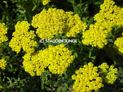 Achillea tomentosa - Teppichgarbe