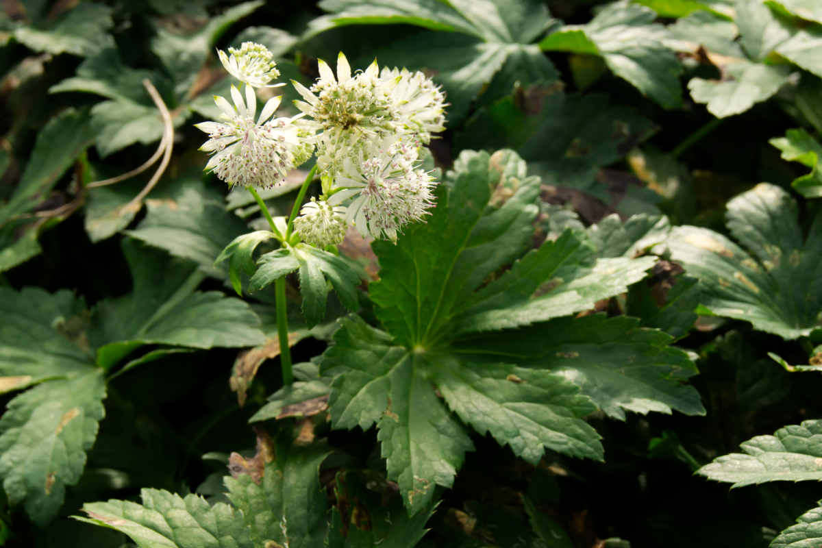 Astrantia major