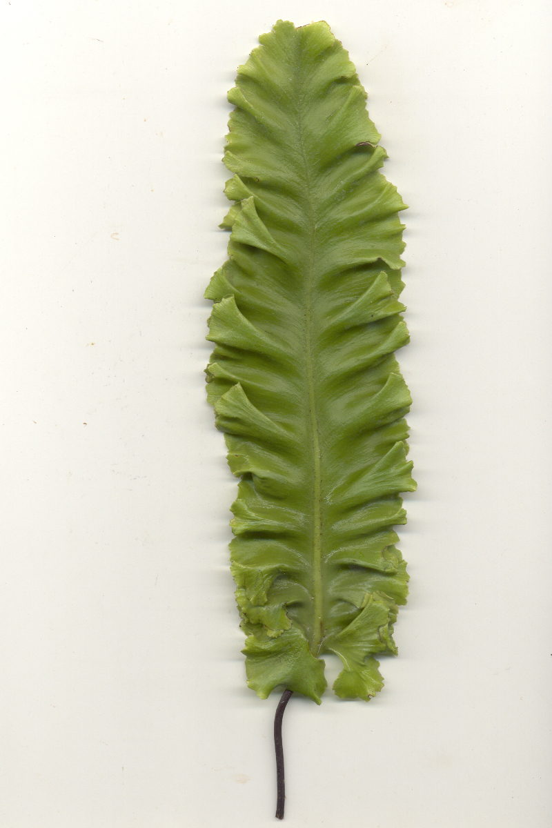 Asplenium scolopendrium Crispum Gruppe (Maatsch) veg. - Krause Hirschzunge