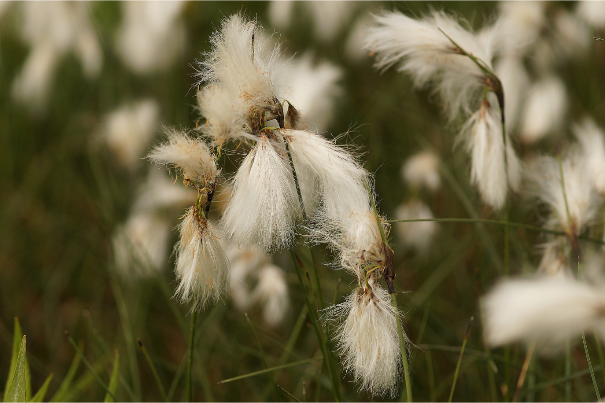 Eriophorum angustifolium - Schmalblättriges Wollgras