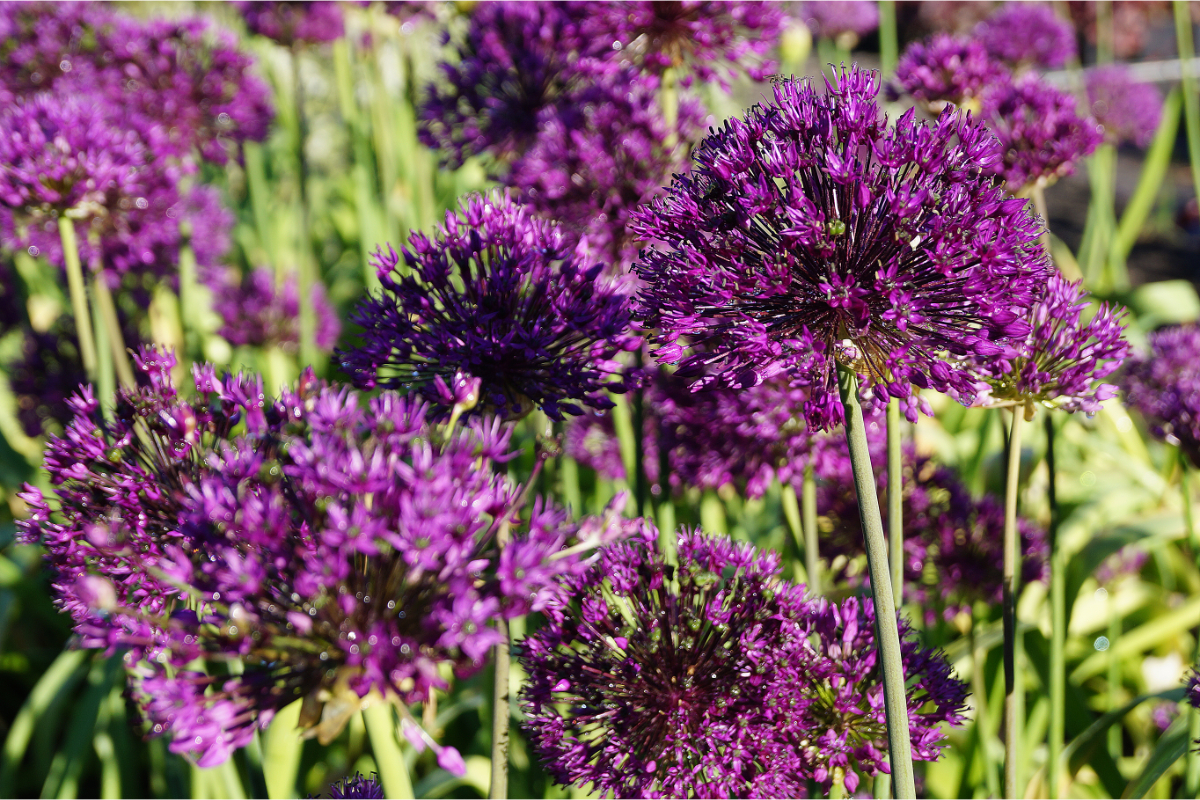 Allium aflatuense 'Purple Sensation'